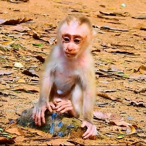 Painful to Watch: Baby Monkey Swan Left Without Milk While Mother Shows No Care | Lovely Animals 2026