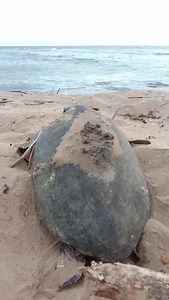 Sea turtle flippers are designed for swimming in the water. When female turtles come up to nest it can be quite challenging for them to move across the sand. Thankfully, they are determined to get the job done! Video: Pamali Indonesia #seaturtle #ocean #beach #wildlife | SEE Turtles