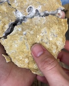 381K views · 1.5K reactions | Nature really is amazing ✨ 直 | UNILAD | Facebook