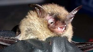 Rabid Bat Attack: Chatham County Health Department confirms positive case after woman suffers bite