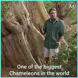 This is the biggest chameleon in Africa! | MagellanTV