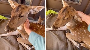 196K views · 370 reactions | Sweet mama and fawn love to keep close to home where they were rescued and enjoy the most gentle of pets! | Rumble | Facebook