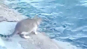 That is one bad ass cat! | Viral Entertainment