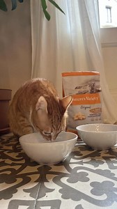 3 raisons d’adopter une alimentation mixte pour votre chat 🧡 😺 Un apport plus élevé en protéines 😺 Une alimentation savoureuse, variée et appétissante 😺 Une meilleure hydratation L’avez-vous déjà intégrée dans l’alimentation de votre chat ? | Nature's Variety (FR)
