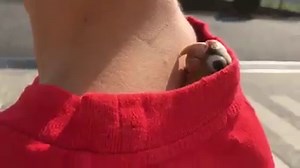 493K views · 2.8K reactions | It looks like this tiny parrot has found the perfect place on her owner for a lovely piggyback ride. Too cute! | Rumble | Facebook