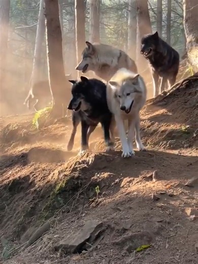 🐺🐺 | We are the Alpha Wolves