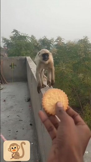 NEW Monkey Shorts Video - You Won't Stop Laughing! #shorts #monkey #funnymonkey
