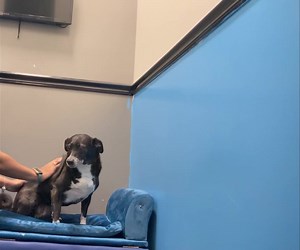 Goodnight Sweet Girl ❤️ | INN The DogHouse -Lake Worth