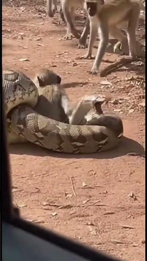Python Attacks Monkey — What Happened Next Shocked Everyone!