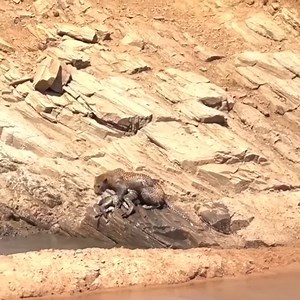 126K views · 446 reactions | Cheetah attacks baby zebra | Wild life Animals | Facebook