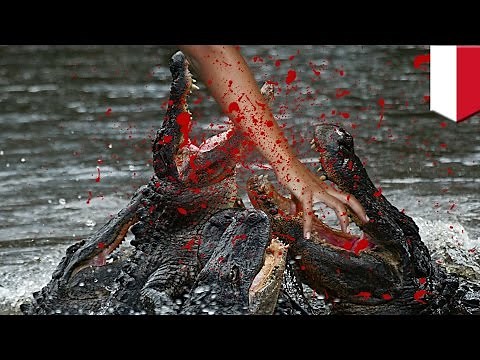 Crocodile ambush attack: Man eaten by as many as 5 crocodiles in Sumatra, Indonesia