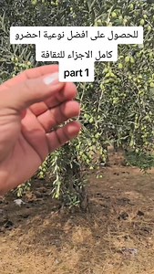 1.5K views · 870 reactions | Extra virgin olive oil (EVOO) is one of...