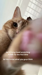 Head Scratching ASMR Reaction — First Time Experience
