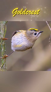 5K views · 31K reactions | The bird that weighs the same as a twenty pence coin 勞 #wildlifephotography #wildlife #goldcrest #nature | Bryn Ditheridge Photography | Facebook