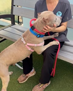 Abandoned Pet Rescue on Reels | Facebook