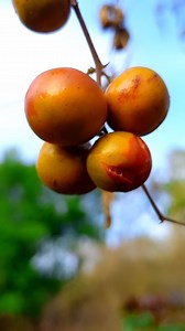 258K views · 10K reactions | Sugar control  all time normal 喝樂路路#tips #voice #trending #village #vivasayam_kaapoom️️ #viralvideos #view ..... | Kanal Kannan | Facebook