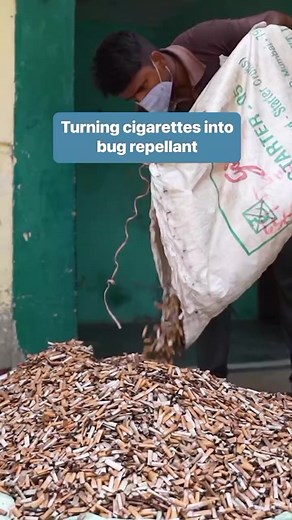 Code Effort is turning cigarette butts into a mosquito repellent. #Upcycling #India #Sustainability #lifestyle #businessinsiderssa #reelsfb | Business Insider Africa