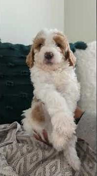 Moxie - F1B Female Standard Goldendoodle #puppies #dogs #dogsofyoutube #doodle #goldendoodle #puppy