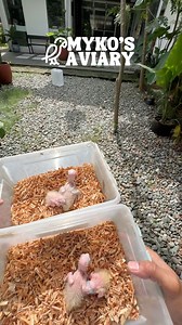 118K views · 1.1K reactions | Harvesting Sun Conure Chicks for Hand Feeding | Myko's Aviary | Facebook