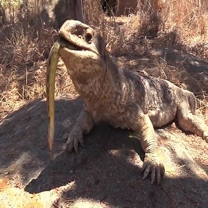 Lizard Finds Snake -- EATS TAIL FIRST | Animals Secret