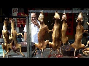 Protest over dog meat festival in China