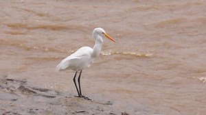 Snowy Egret auf der Suche nach: Stockvideos & Filmmaterial (100 % lizenzfrei) 1092464509 | Shutterstock