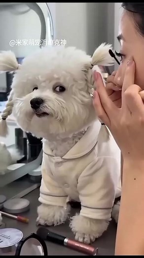 Cute and Funny Dog Compilation: Laughs and Cuddles
