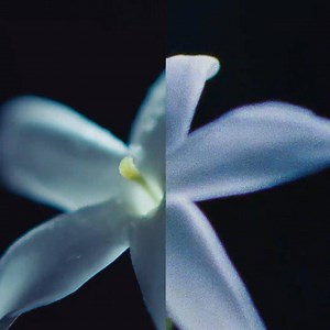 Olivier Polge, Perfumer-Creator for the House of CHANEL, transforms the raw material and reveals facets that do not exist in nature. He creates a CHANEL flower. Discover more on chanel.com/-I_Am_A_Flower_CHANELParfumeur | CHANEL