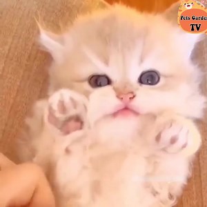 31 reactions | Animals So Cute on Reels | Facebook