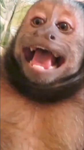 MonkeyBoo cute giggles #monkey #giggles #cute #funny | MonkeyBoo