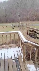 PA Spring Turkey is Almost Here!! Kimmy has a couple hanging out. What are you seeing?? #huntchef #wildflavor #eatwhatyoukill #letsgo #turkey Fitzgerald Productions Whitetail Frenzy MTN Top Outdoors | HuntChef