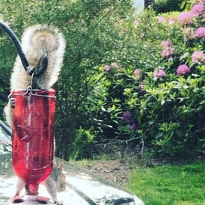 Handstand squirrel 🐿 drinking hummingbird sugar water. Brilliant #handstand #yoga #northfork #juice | THE GIVING ROOM