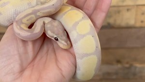 3.5K views · 96 reactions | Some really nice Royal/Ball Pythons in stock recently  #royalpython #royalpythonsofinstagram #royalpythons #ballpython #ballpythons #ballpythonmorphs #ballpythonsofinstagram #pythonregius #python #pythonregius #snake #snakes #bananaballpython #desertghostballpython #pumaballpython #specialballpython #clownballpython | Exeter Exotics | Facebook