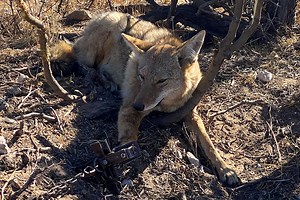 Coyote Trapping Basics: The Hows and Whys of This Predator Control Technique