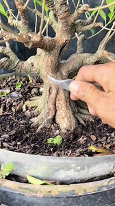 10K views · 513 reactions | Protruding scrape Bonsaitree #fblifestyle | Karimun Java | Facebook