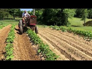 140 Farmall Cultivating Beans