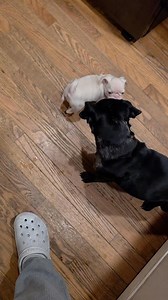 61K views · 2.4K reactions | Stella found her voice! Gemma is being very patient. #pug #pugs #pugpartyplusone #pinkpug #puppy | Pug Party Plus One | Facebook