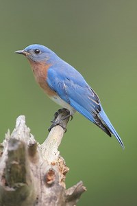 How And Where To Hang Bluebird Nesting Boxes - Cuteness