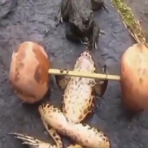 Phrog gets buff | Grandma's homemade chocolate chip memes