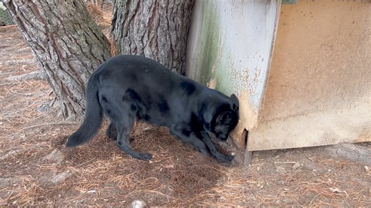 🙊We’re getting close as whilst giving our ‘Diamond’ her morning exercise today she’s chosen this spot to possibly dig her den to whelp her pups in😁😁😁. 🥛As she only drank half her milk last night we don’t think we’re too far off now 🤞🤞🤞. | German Shepherds Of North East Victoria-Australia