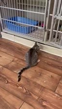 Kent Animal Shelter on Reels | Facebook