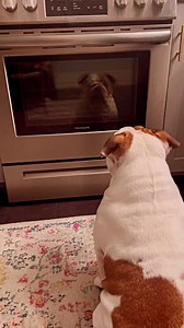 😅😅 #bulldog | Bulldog LoVe