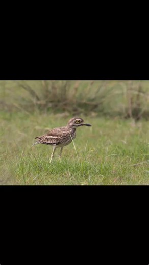 #birdphotography #NatureNotes | Nature Notes