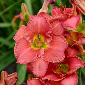 Daylily 'scottish Fantasy’ Large 6”  Fragrant Coral-pink Flowers With Yellow Throat -hemerocallis Perennial Plant- Attracts Pollinators - Etsy