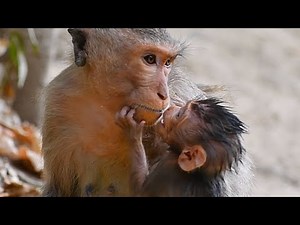 Lovely baby monkey looks very nice to hug mom | Adorable Wildlife
