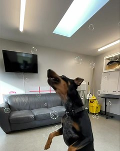 Do you have a passion for all things dogs? Come join our Dog Team at HSDC, we promise you lots of dog snuggles and bubbles are included! Rescue work is hard work, but all of our staff LOVE every minute of it. Even the hard parts when dogs come in terrified and have not had a great story so far. But….their story doesn’t end with us! We help them get fully vetted and ready to meet their new families. Part of their story is our wonderful Team of Caring Individuals that come in every day to give it 