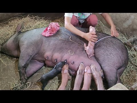 Care and midwifery for successful farrowing sows. (Episode 83).