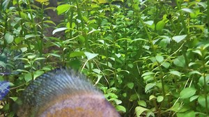 Discus!!!!! Mixed in stock today $59.99!!!! | Aquarium Center