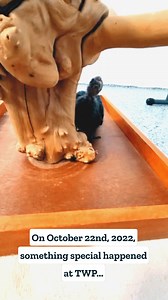 3K views · 98 reactions |   Did you celebrate Turaco Tuesday!? 列...