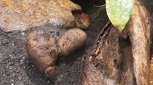 Süßer Nachwuchs im Tierpark Hellabrunn: „Charmant und zugleich so geheimnisvoll“